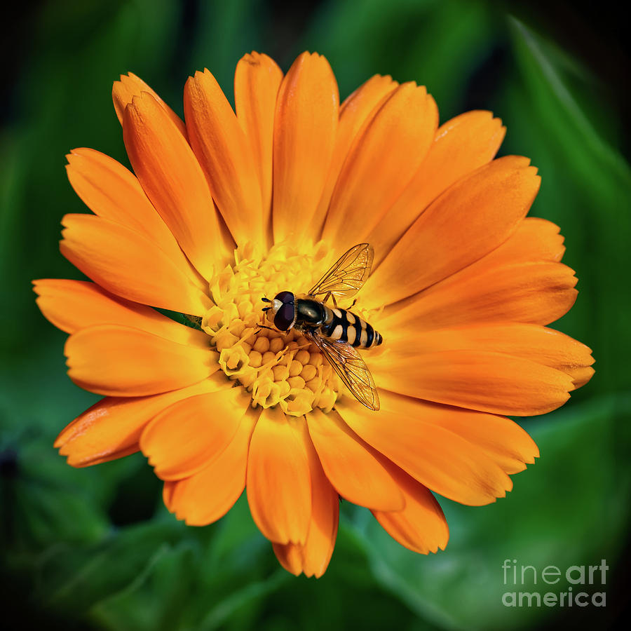Hoverfly on Marigold Photograph by Adrian Evans