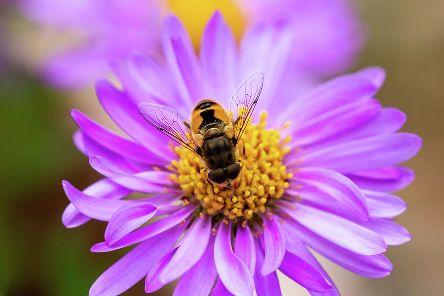 Hoverfly On Aster Daisy Photograph by Tanya C Smith