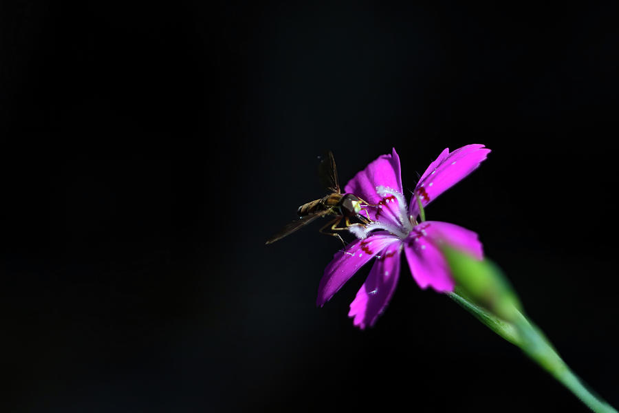 Hoverfly on Pinks Photograph by Brook Burling