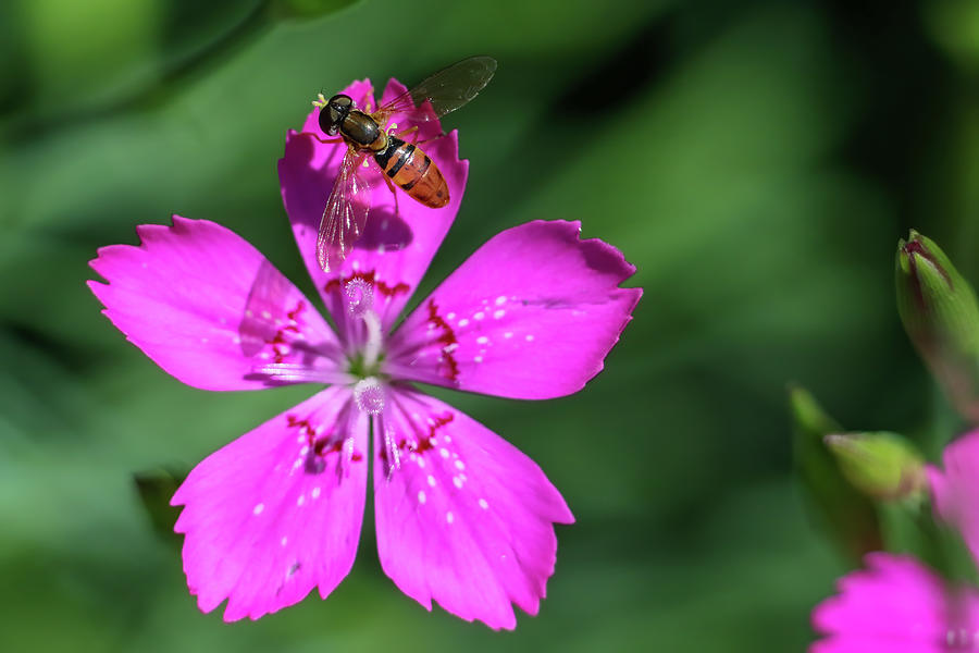 Hoverfly on Pinks Flower Photograph by Brook Burling