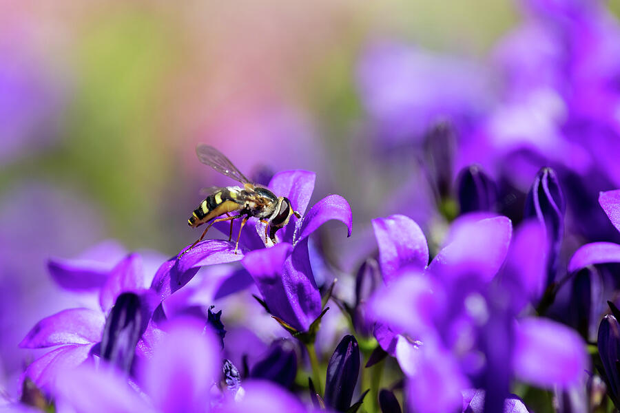 Hoverfly On Purple Bellflowers Photograph by Tanya C Smith