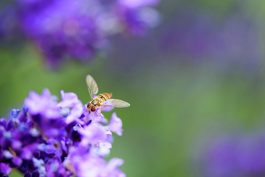 Hoverfly on purple flowers Photograph by Naomi Maya