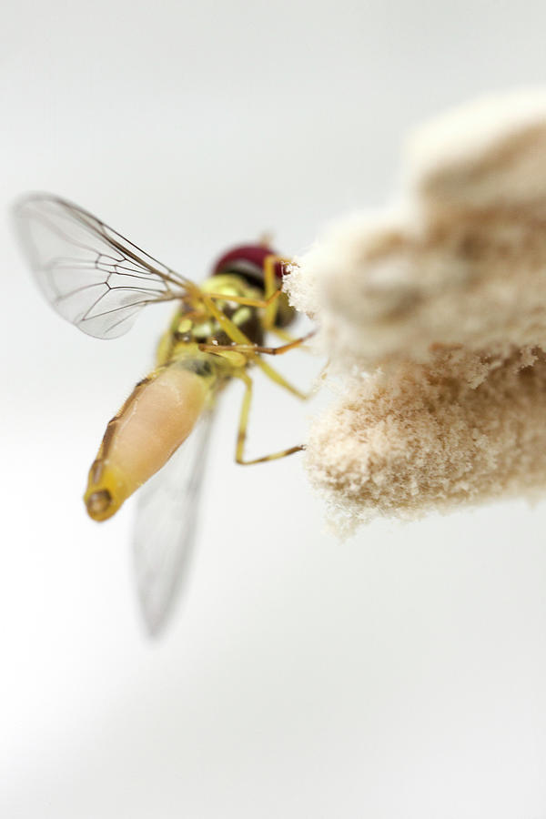 Insects Photograph - Hoverfly On White by Iris Richardson