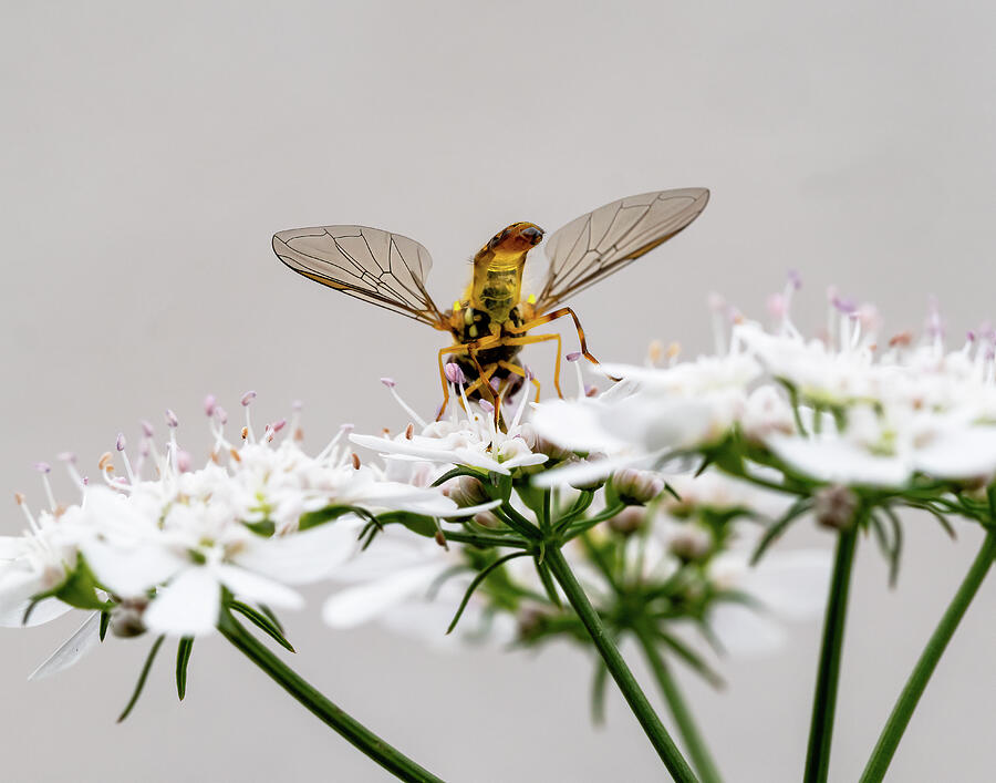 Hoverfly Sampling Cilantro Photograph by Joe Schofield Hoverfly Sampling Cilantro Photograph by Joe Schofield