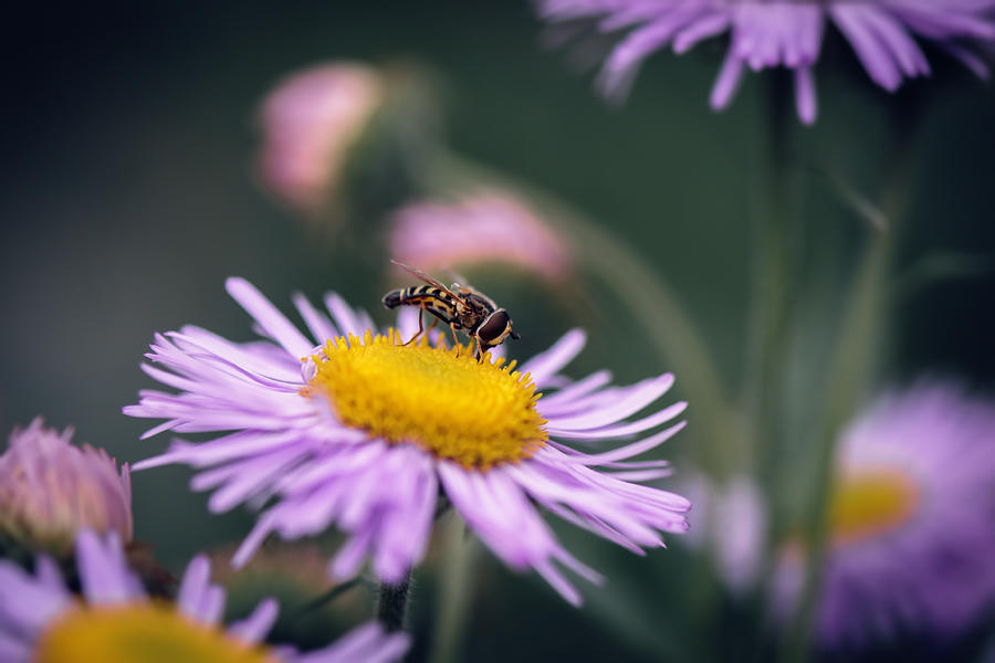 Hoverfly - Syrphidae - Insect Photograph By Ashira Vision - Fine Art 