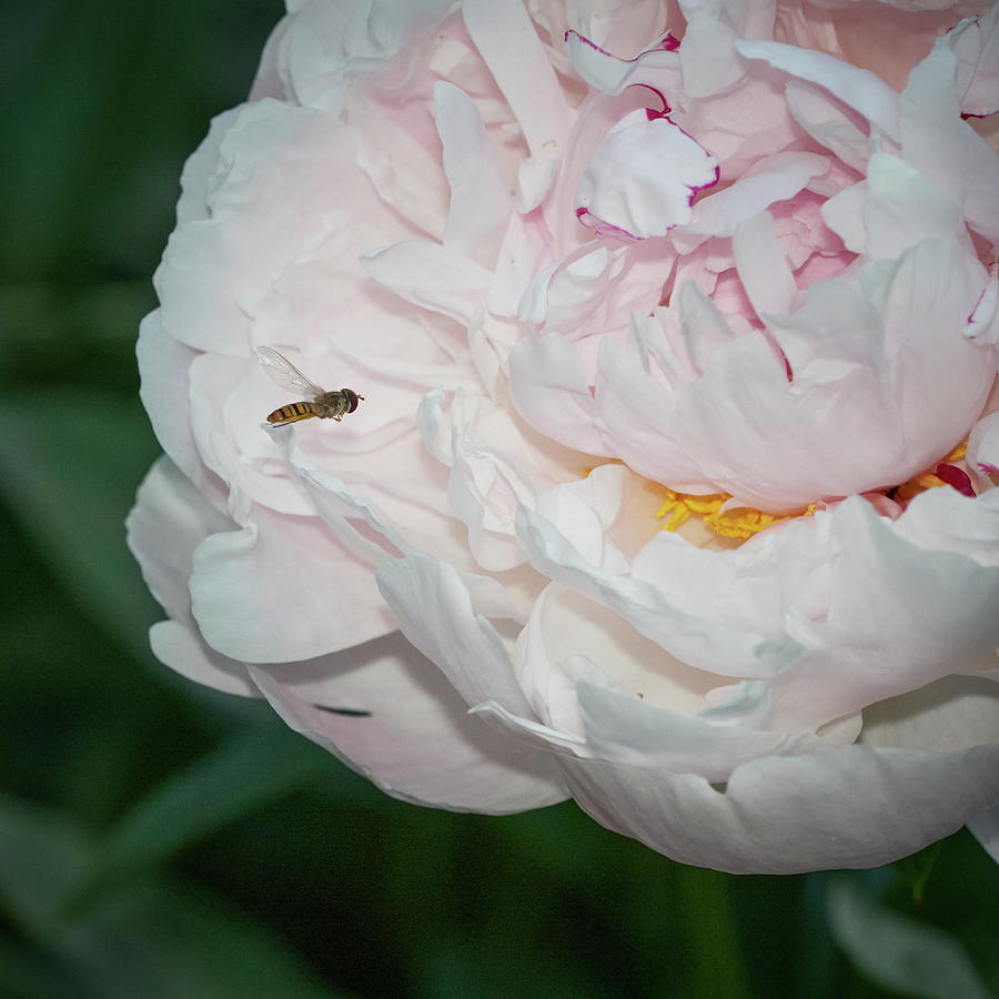 Hoverflys Heaven. Herbaceous Peony Photograph