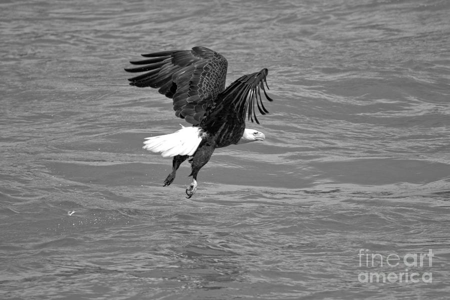 Hovering Above The Susquehana River Black And White Photograph by Adam Jewell