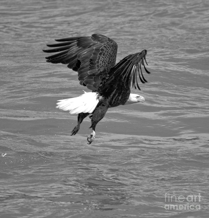 Hovering Above The Susquehana River Crop Black And White Photograph by Adam Jewell