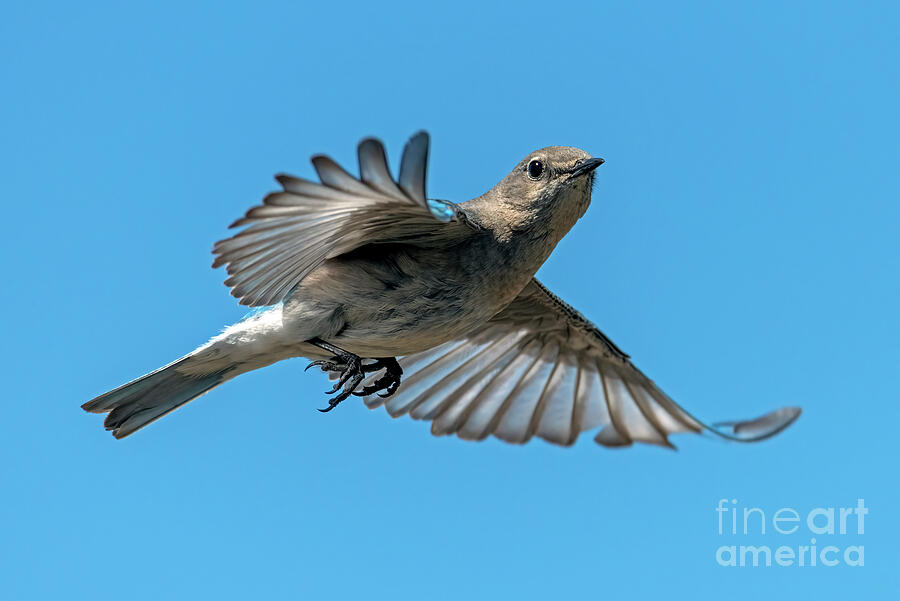 Bluebird Photograph - Hovering Around by Mike Dawson Bluebird Photograph - Hovering Around by Mike Dawson