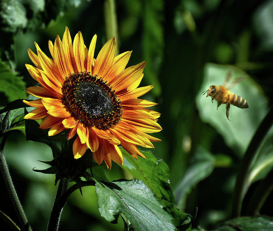 Hovering bee and Sunflower macro - Nature photo Photograph by Stephan Grixti
