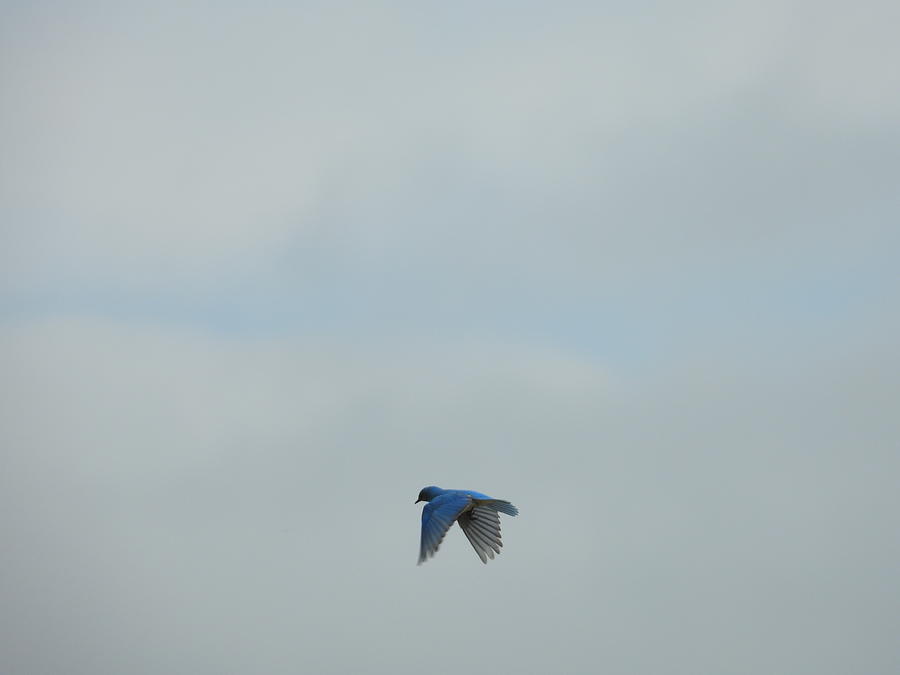 Hovering Blue Bird Photograph by Amanda R Wright