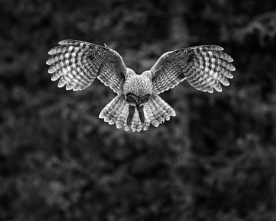Hovering Great Gray Owl Photograph by Max Waugh