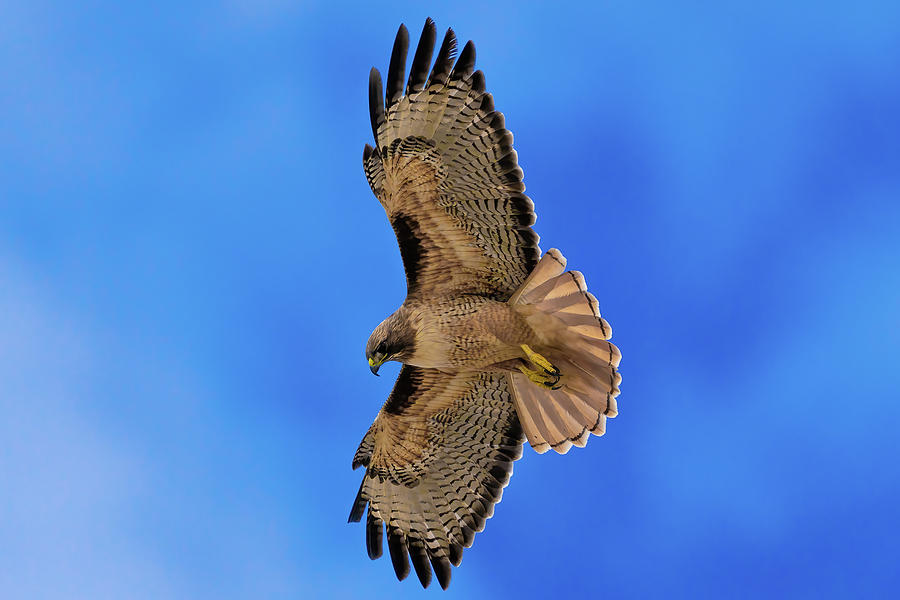 Hovering Hawk Photograph by Charles King - Fine Art America