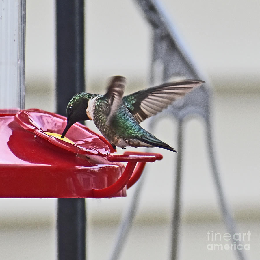 Hovering Hummingbird Photograph by Linda Brittain