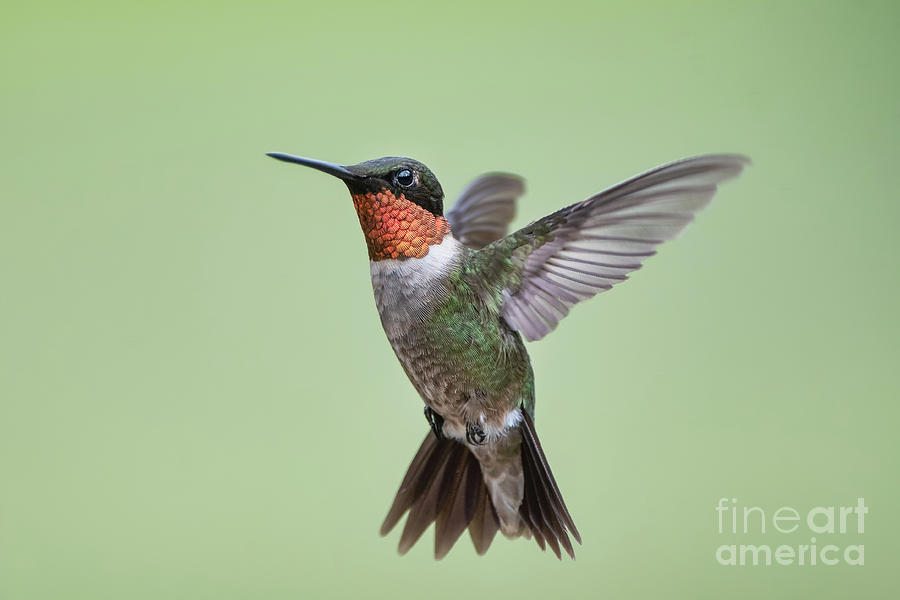 Hovering Hummingbird Photograph by Bonnie Barry