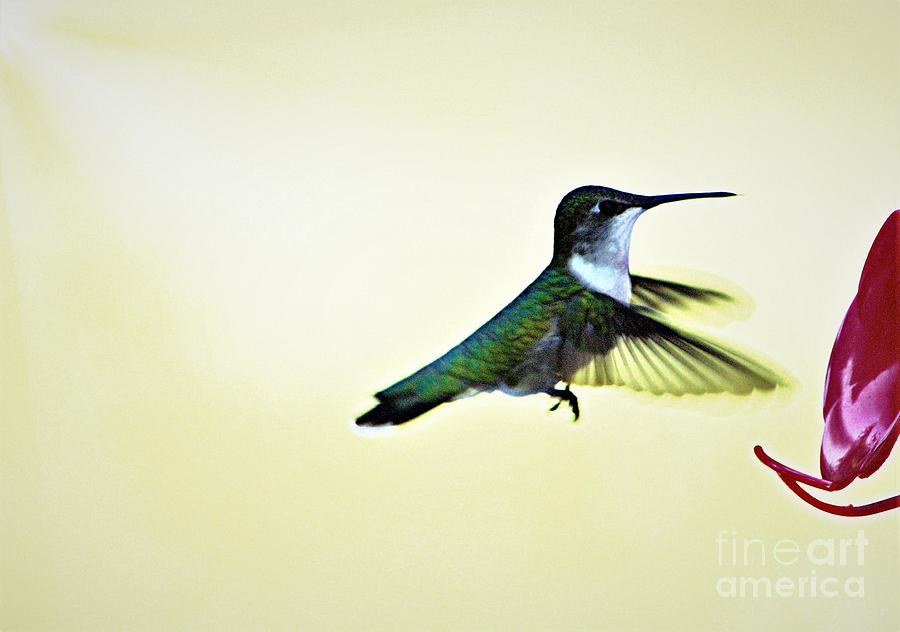 Hovering Hummingbird Photograph by Charlene Adler
