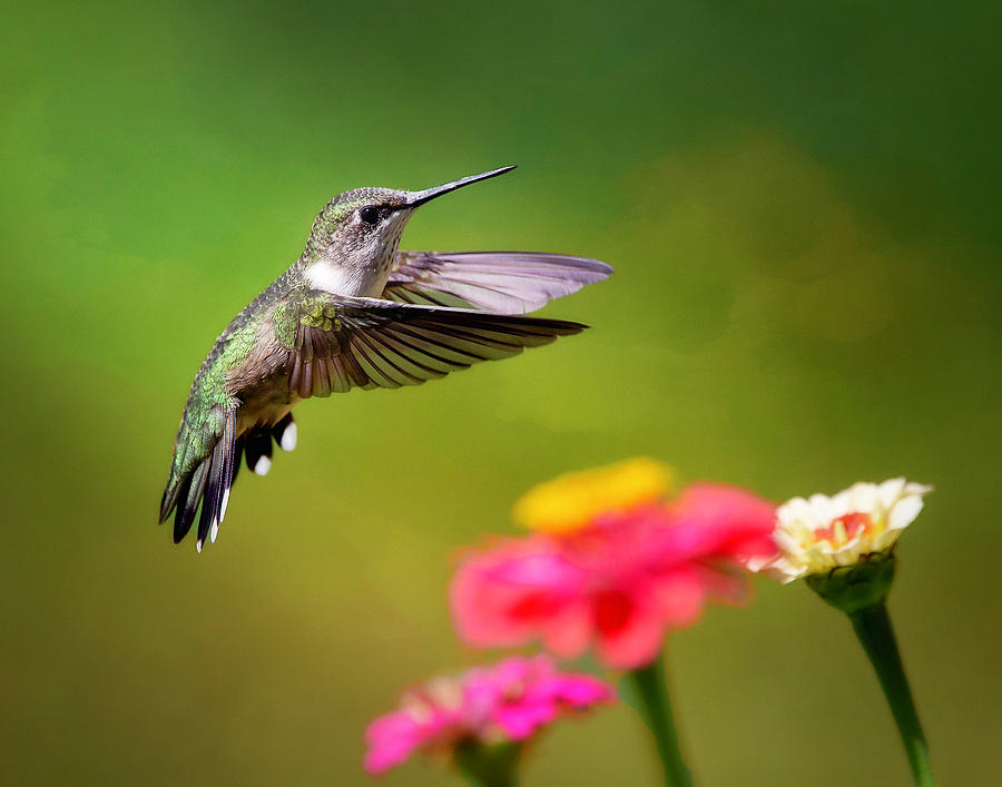 Hovering Hummingbird Photograph by Deborah Penland