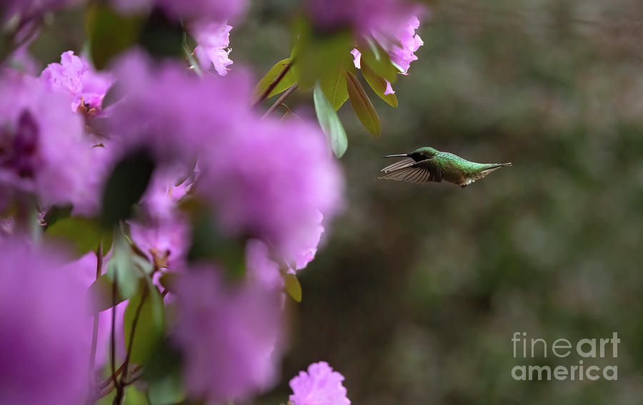 Hovering Hummingbird Photograph