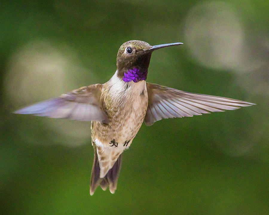 Hovering Hummingbird Photograph by Mark Mille