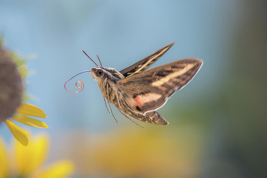 Hovering Hummingbird Moth Photograph by Debra Martz
