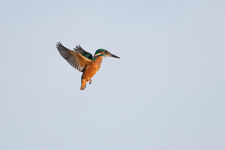 Hovering Kingfisher Photograph by Pete Walkden