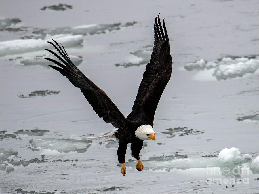 Hovering Over The Ice Photograph