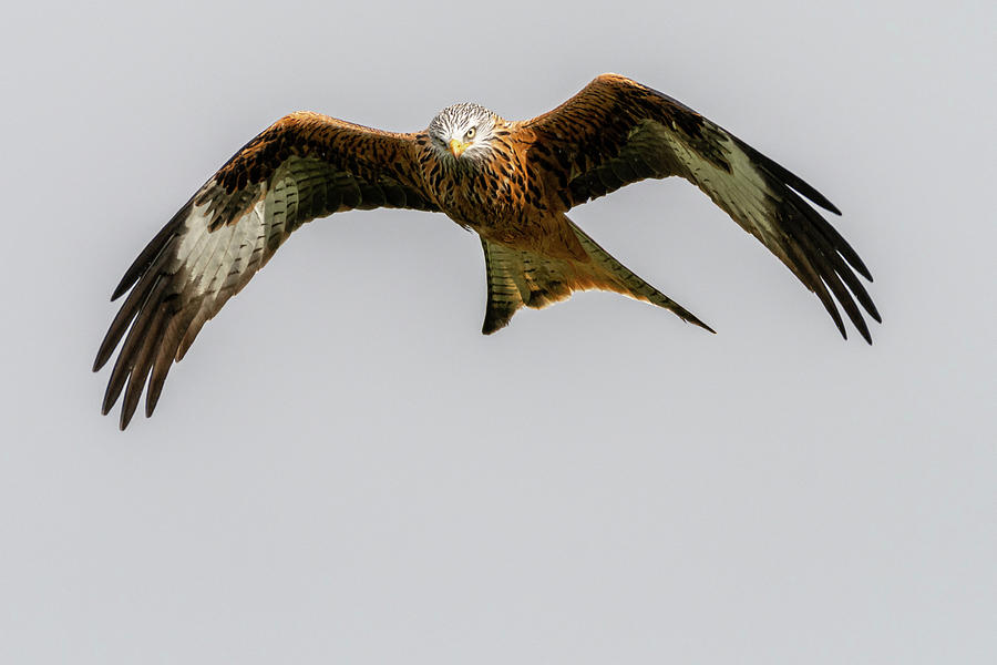 Hovering Red Kite Photograph by Mark Hunter