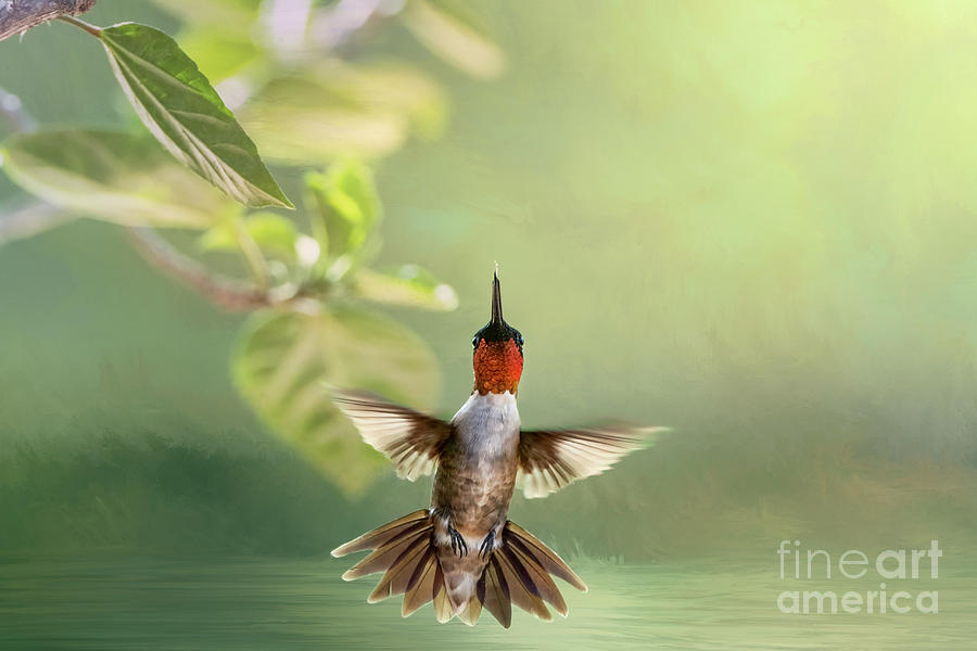 Bird Photograph - Hovering Ruby Throated Hummingbird by Bonnie Barry