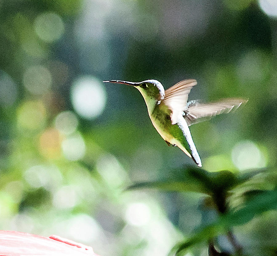 Hovering Rubythroat Photograph