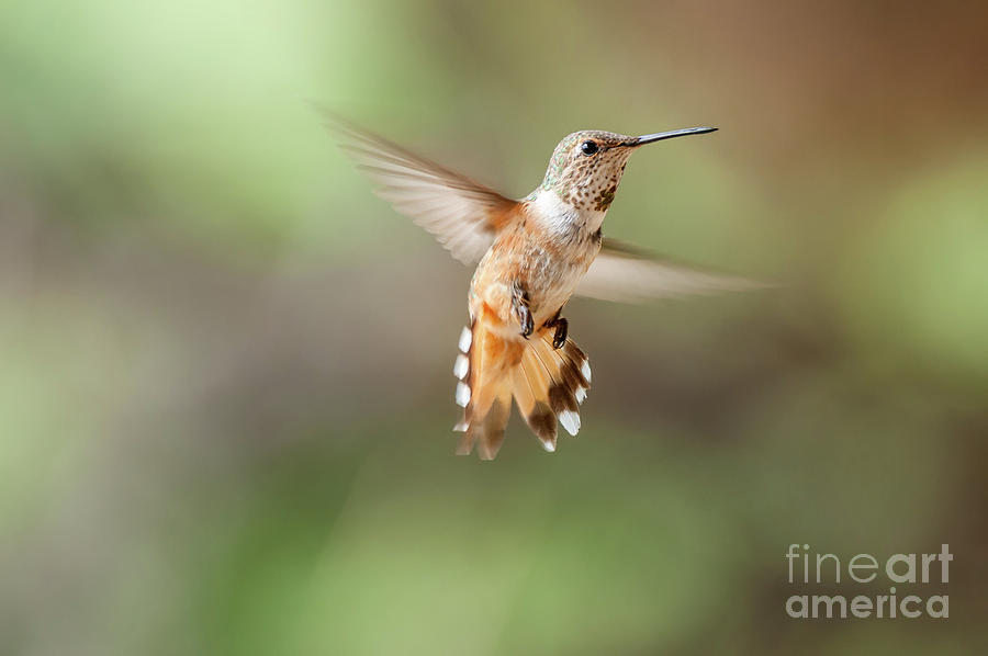 Hovering Rufus Hummingbird Photograph by Al Andersen