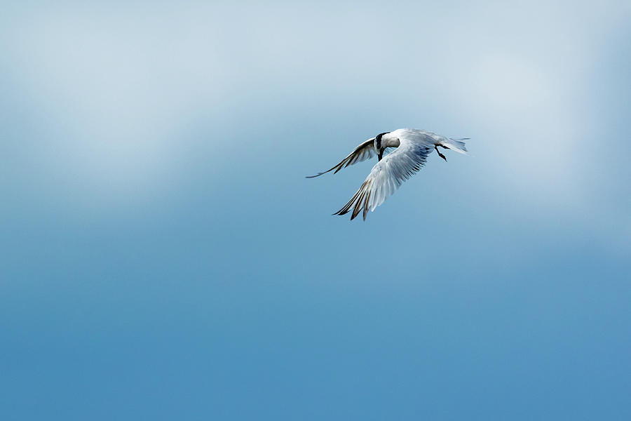 Hovering Sandwich Tern Photograph by Bryan Williams