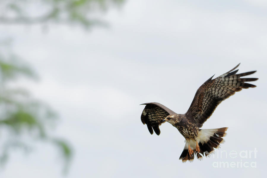 Hovering Snail Kite Photograph by Natural Focal Point Photography