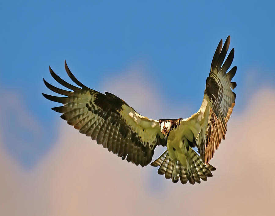 Hovering Photograph by Stuart Harrison