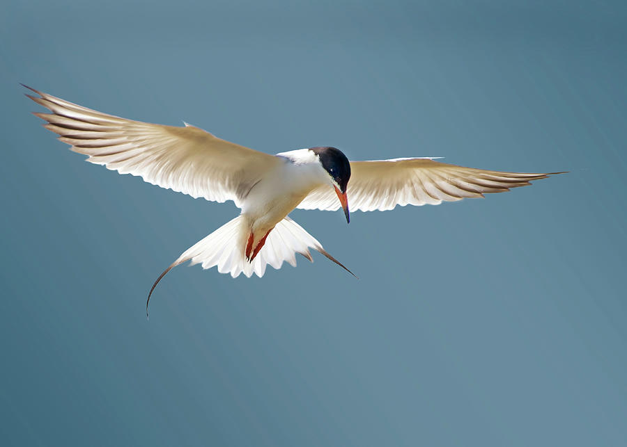 Hovering Tern Photograph by Judi Dressler