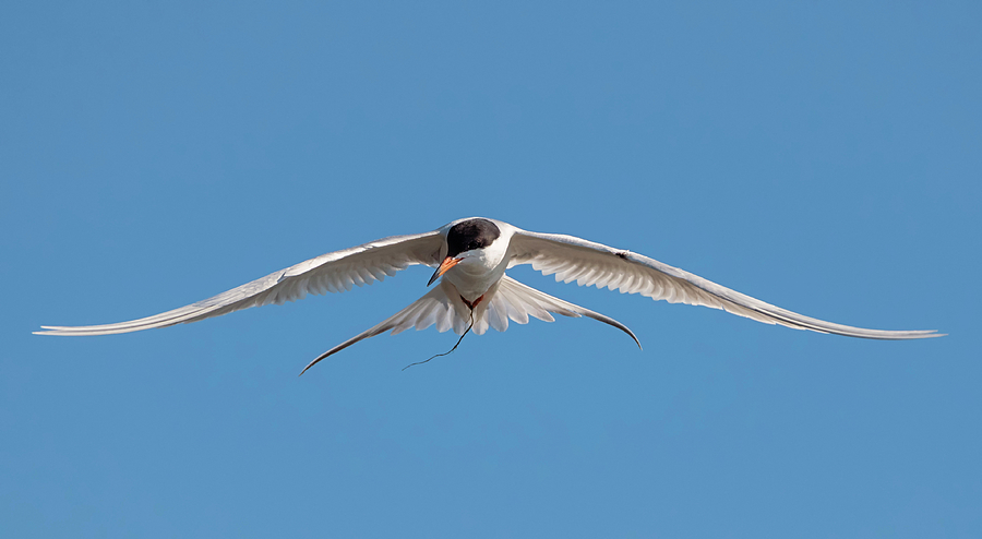 Hovering Tern Photograph By Loree Johnson Fine Art America 5654