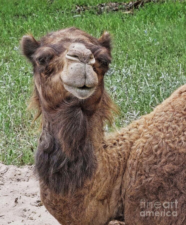 How About a Little Kiss? Photograph by Jon Burch Photography How About a Little Kiss? Photograph by Jon Burch Photography