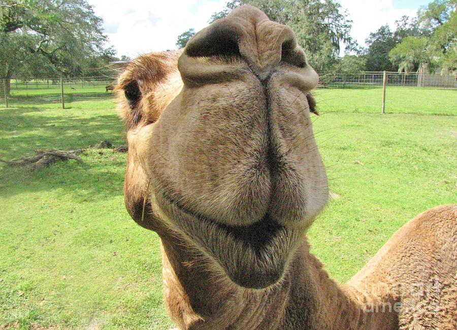 How About A Smooch? Photograph by World Reflections By Sharon