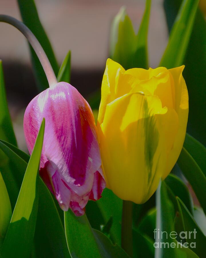 Tulip Photograph - How Are You? by Vickie Crum