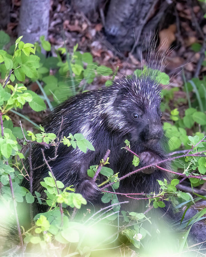 How Cute Am I - North American Porcupine in British Columbia, No Photograph by Belinda Greb