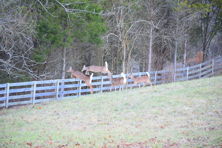 How Deer Jump Fences Photograph by Robert Tubesing