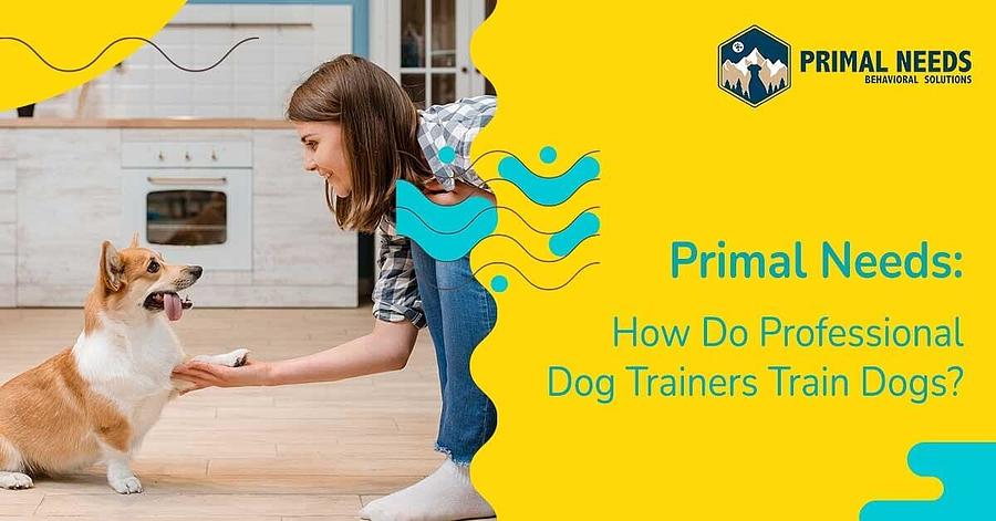 How Do Professional Dog Trainers Train Dogs? Photograph by Primal Needs ...