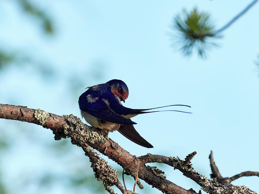 How is the tail. Barn swallow Photograph by Jouko Lehto