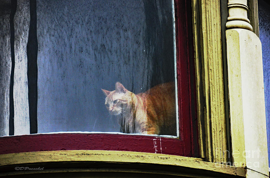How Much Is That Kitty In the Window? Photograph by Debby Pueschel