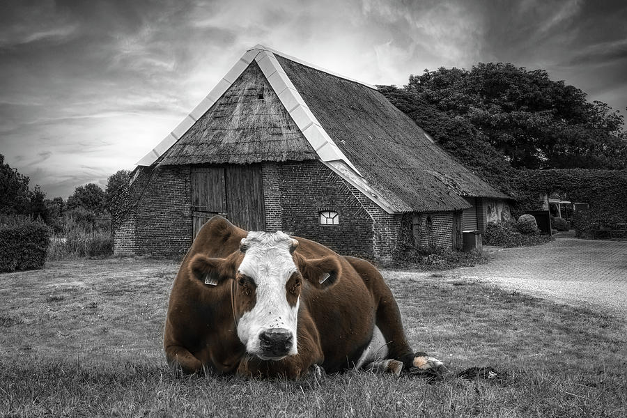 How Now Brown Cow Black and White Photograph by Debra and Dave Vanderlaan