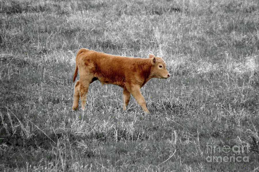 How Now Brown Cow Photograph by Mary Mikawoz