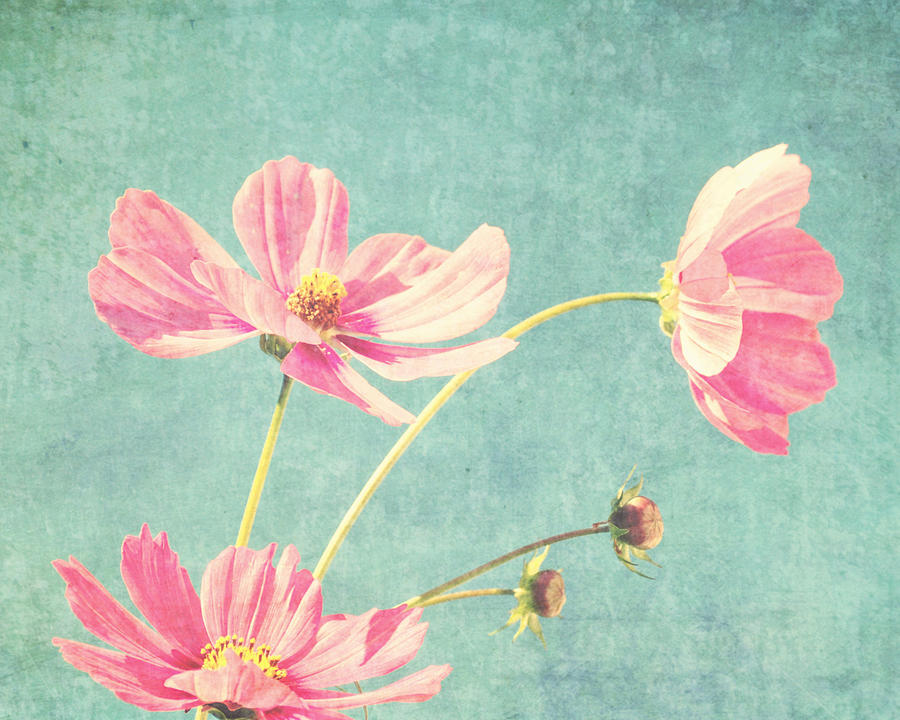 Flower Photograph - How Sweet It Is by Lupen Grainne