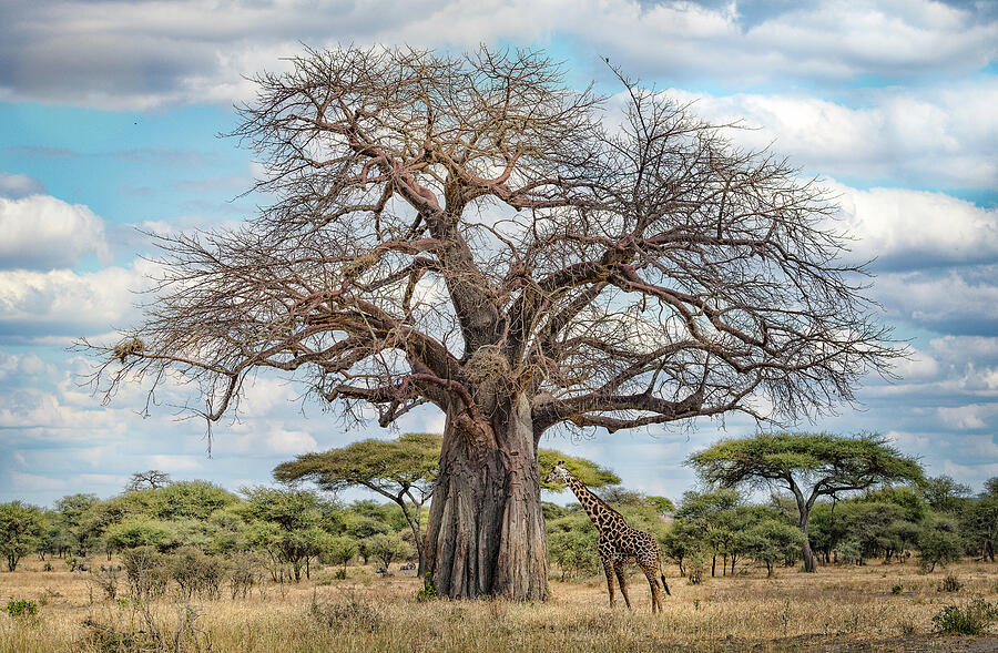 Tarangire National Park Photograph - How Tall is Tall? by Julie Picardi