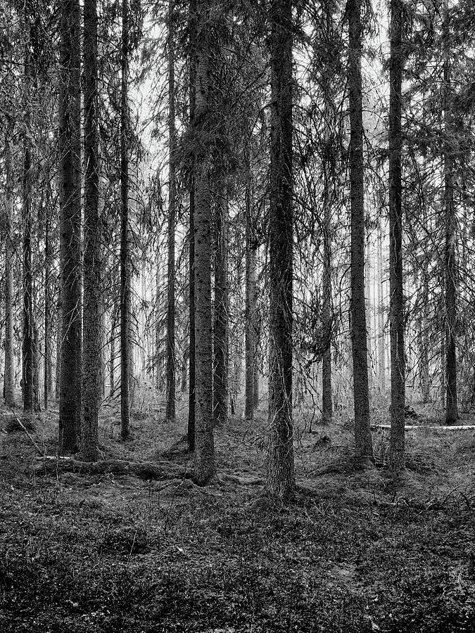 How thin can a spruce be bw Photograph by Jouko Lehto
