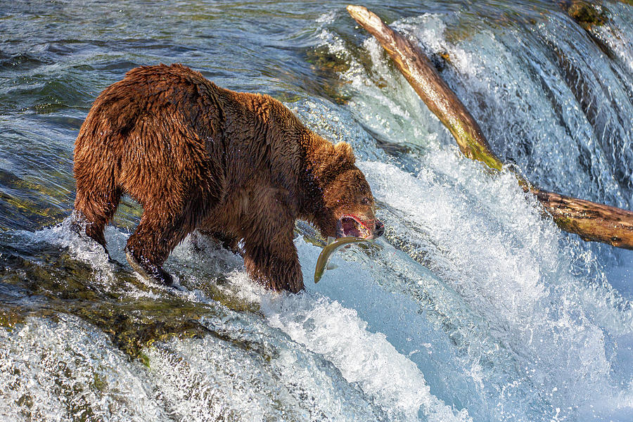 How to catch a fish at Katmai Photograph by Alex Mironyuk