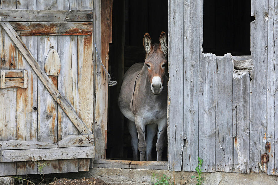 Donkey Photograph - Howdy by Donna Kennedy